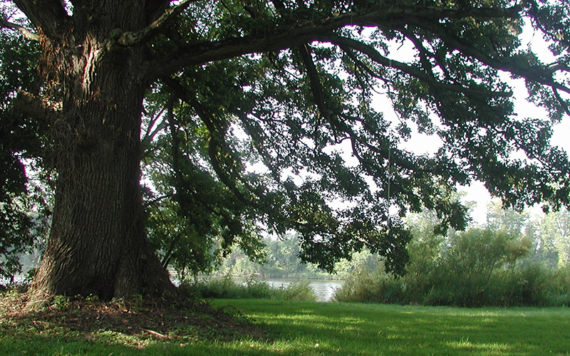 Bur Oak Landing Tree
