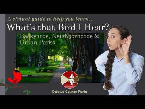 What's that Bird I Hear?