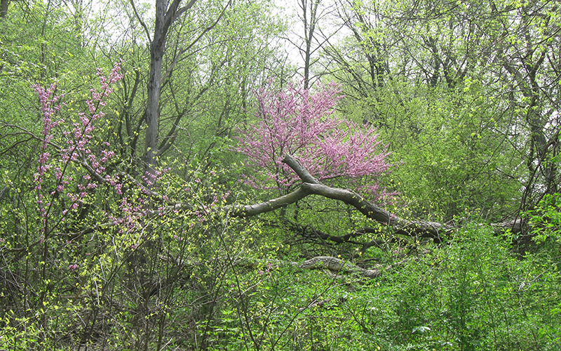 Bur Oak Landing Woods