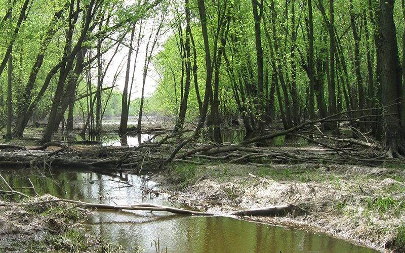 Bur Oak Landing Spring