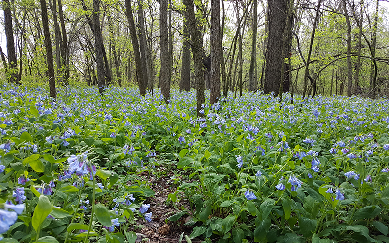 Eastmanville Bayou Trees