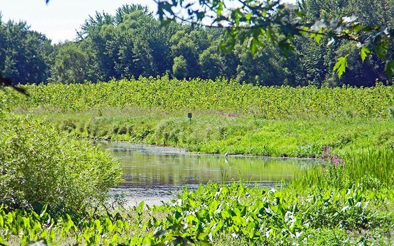 Grand River Open Space Landscape 2