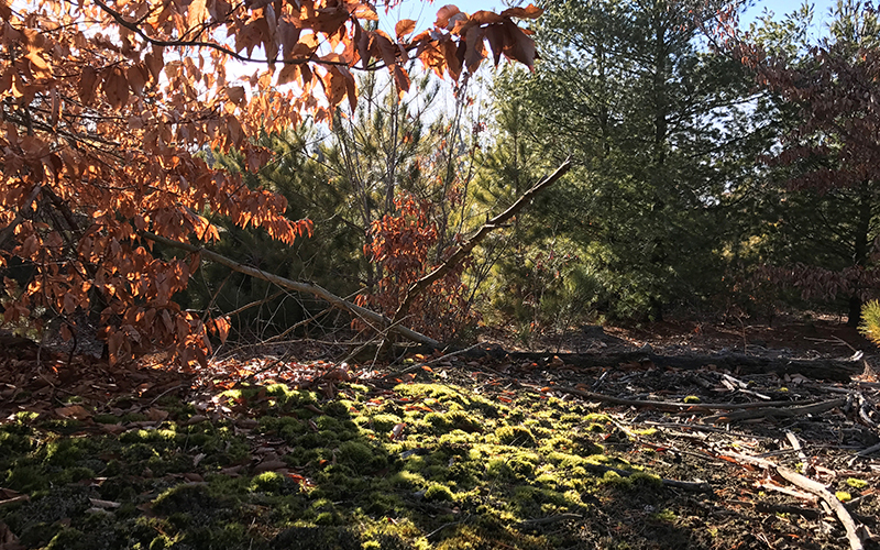 Hiawatha Forest Trees