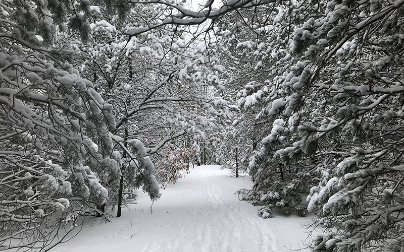 Hiawatha Forest Winter