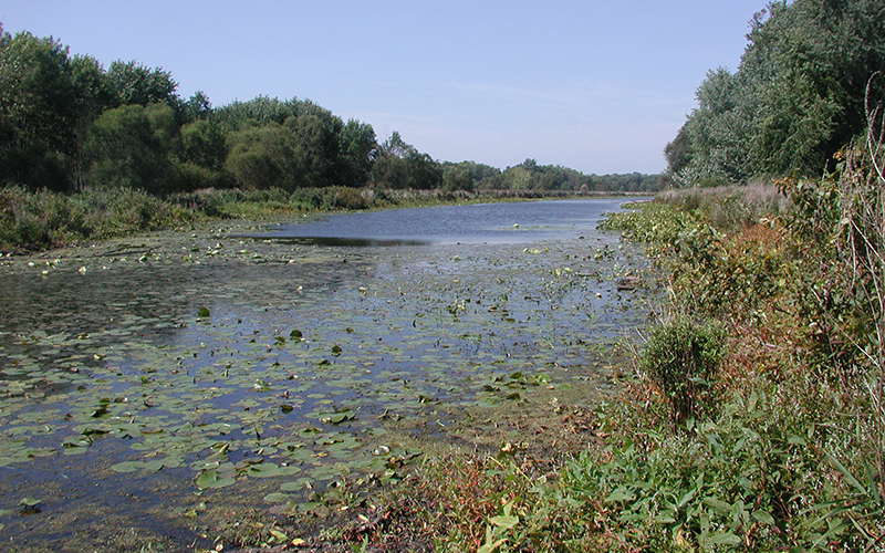 Jubb Bayou water