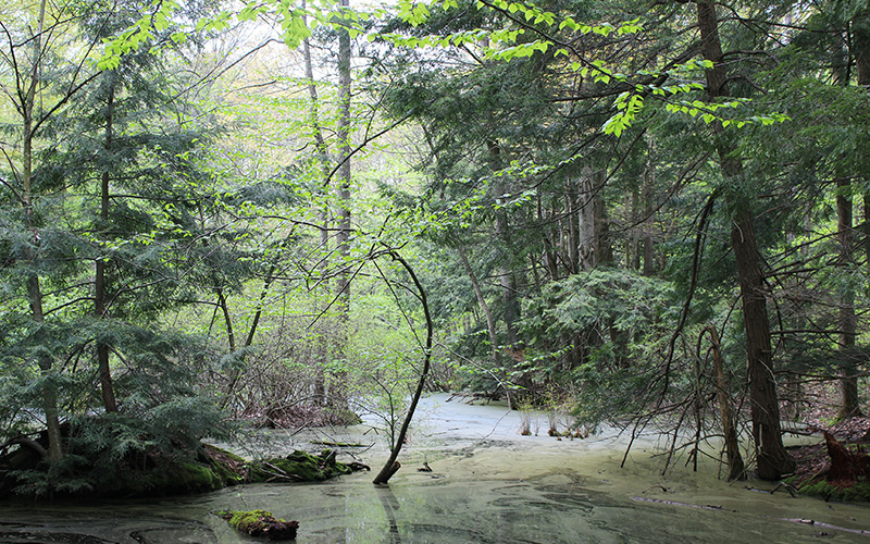 Port Sheldon Natural Area