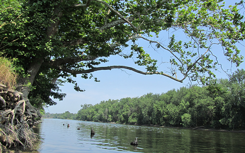 Ripps Bayou Water