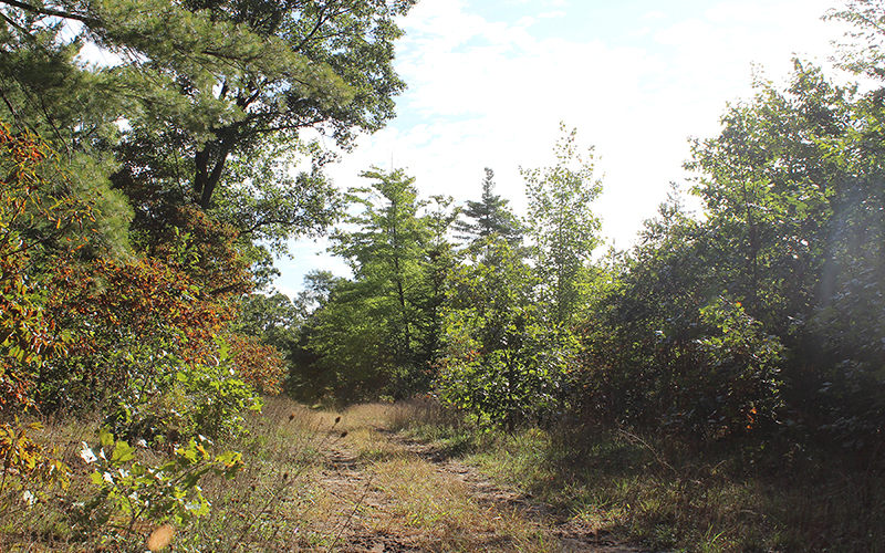 Robinson Forest Landscape