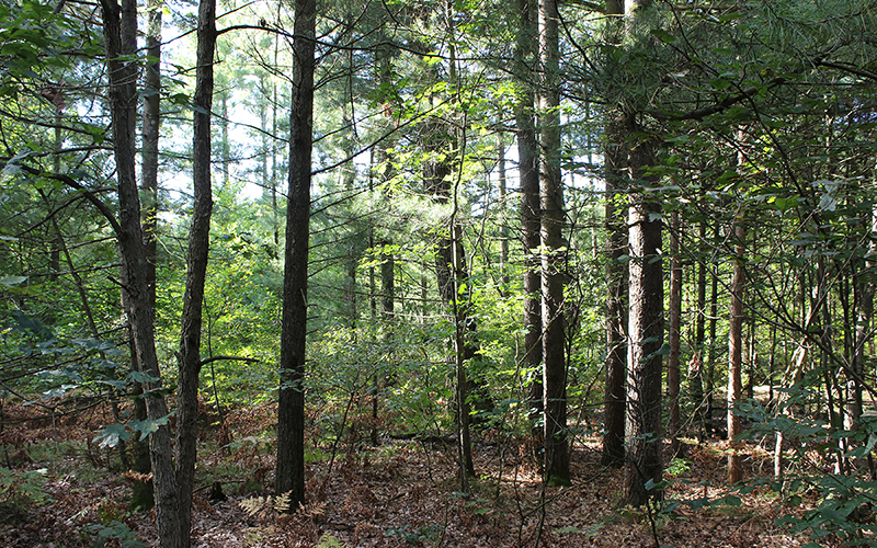 Robinson Forest Landscape